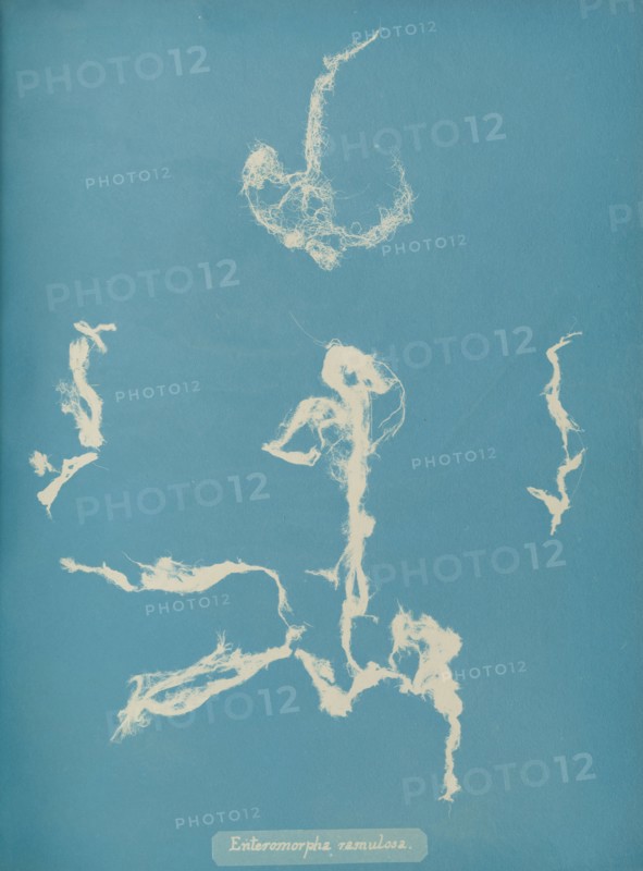 Enteromorpha ramulosa, ca. 1853.