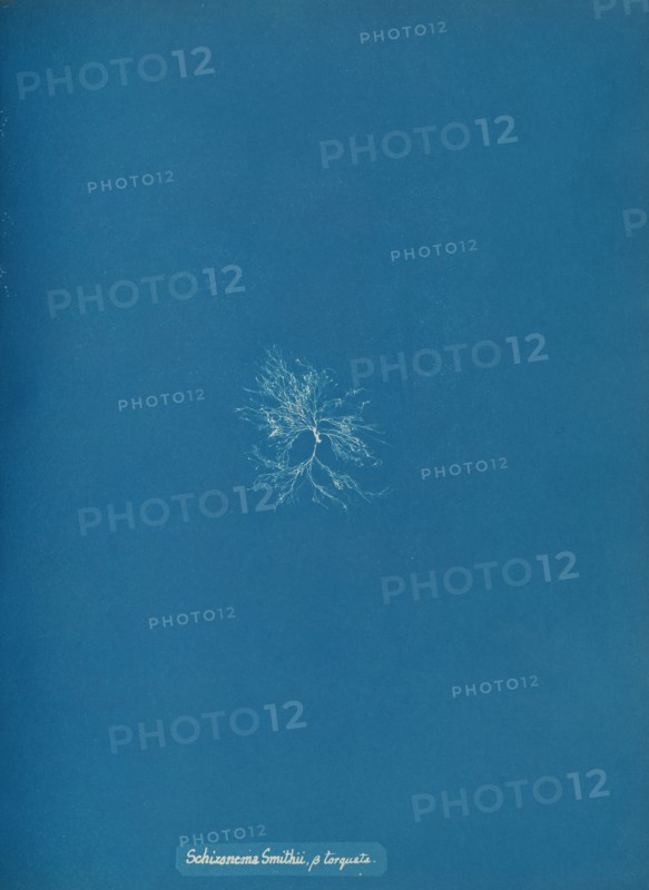Schizonema Smithii, ß torqata, ca. 1853.