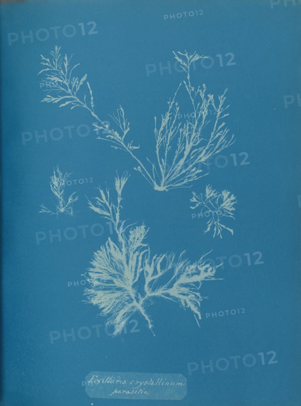 Exillaria crystallinum parasitic, ca. 1853.