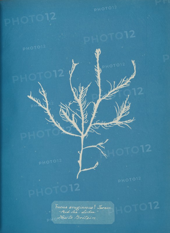 Fucus æruginosus Turner. "Med. Sea Sisbon" New to Britain., ca. 1853.