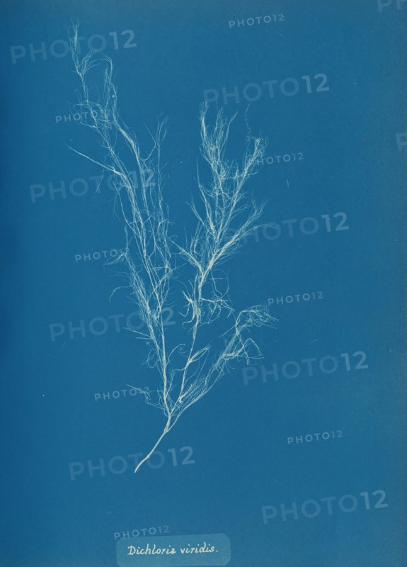 Dichloria viridis, ca. 1853.