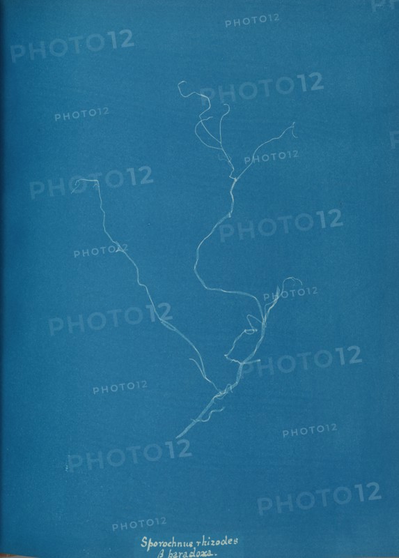 Sporochnius rhizodes ß paracloxa, ca. 1853.