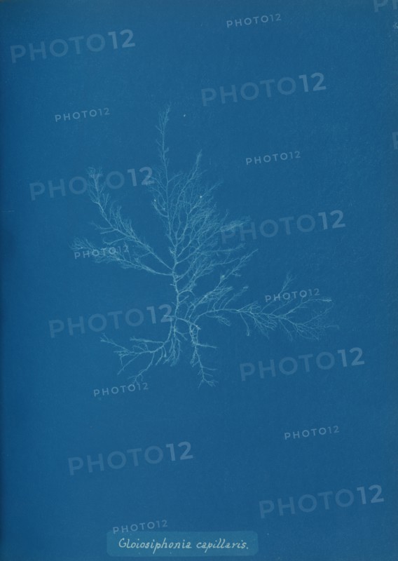 Gloisiphonia capillaris, ca. 1853.