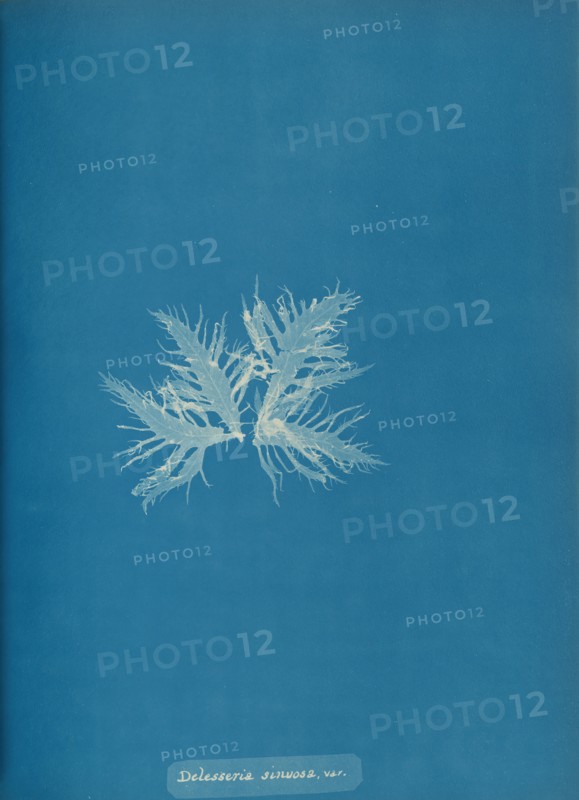 Delesseria sinvosa, var., ca. 1853.