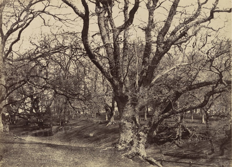 Pepperharrow Park, Surrey, 1852-54.