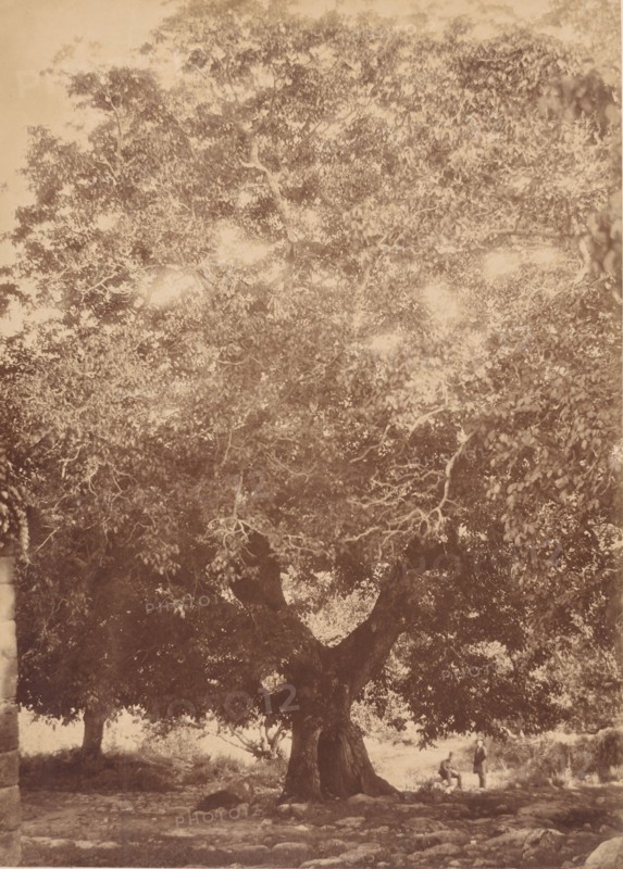 The Walnut Tree of Emperor Charles V, Yuste, 1858.