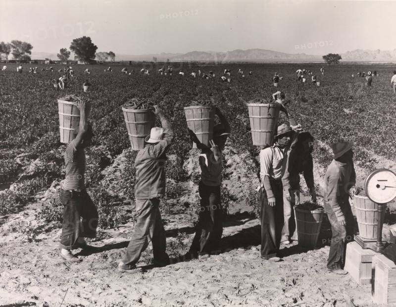 Pea Pickers Line Up on Edge of Field at Weigh Scale, near Calipatria, Imperial Valley, California, February, 1939, printed ca. 1972.