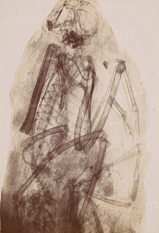 [X-Ray of the Mummy of a Raptor], 1896.