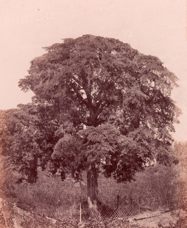 étude d'arbre, 1850-53.