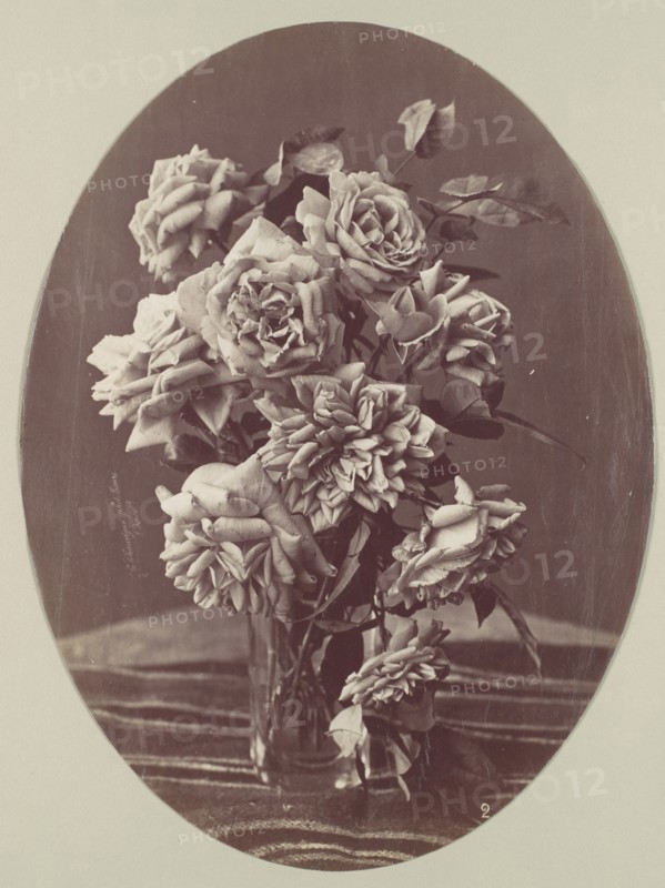 [Roses], ca. 1875.