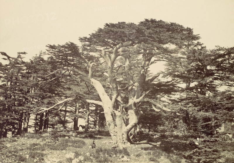 The Largest of the Cedars, Mount Lebannon, 1857.