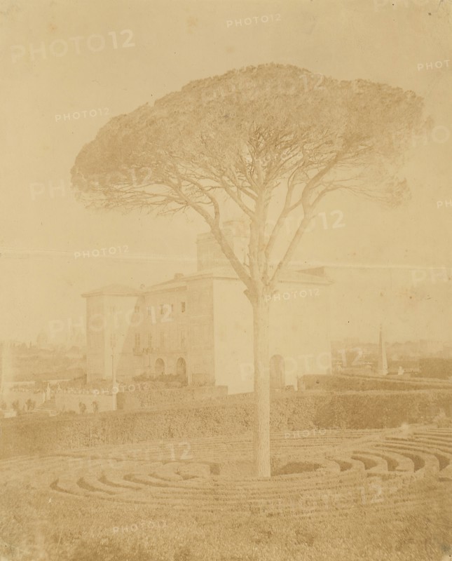 [Tree in Formal Garden Outside Palazzo], 1860s-70s.