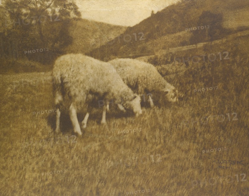 Sheep, 1901.