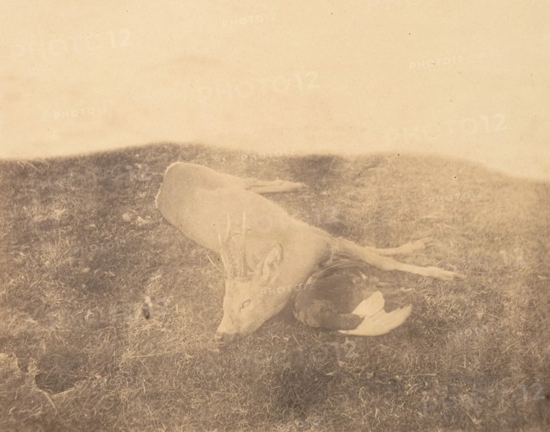 Dead Roe Buck, ca. 1856-59.