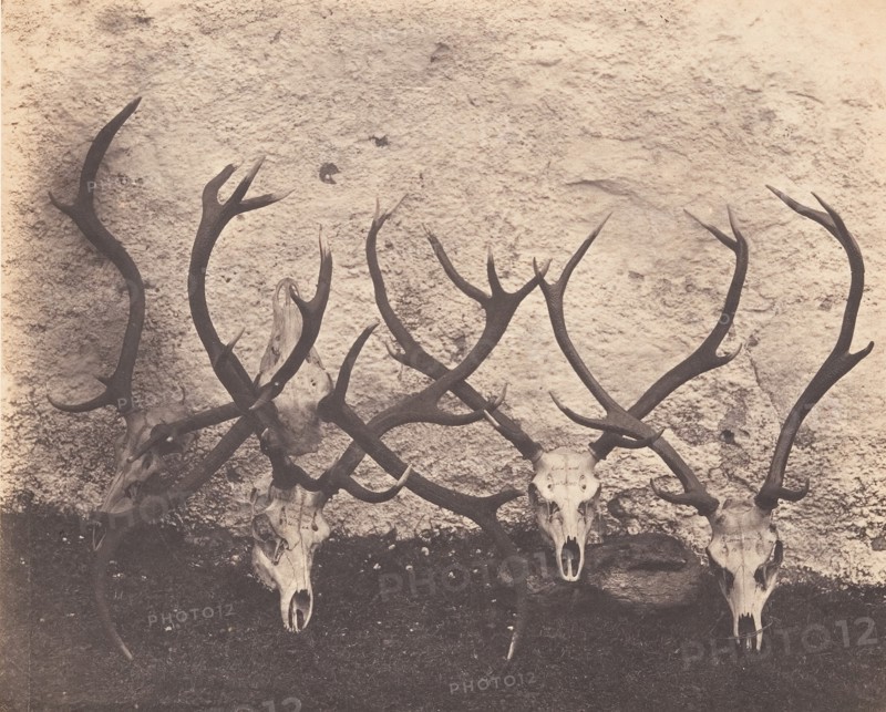 Stags Heads - Dibedale, ca. 1856.
