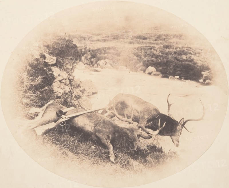 Two Stags, One Shot by Mr. Ross and the Other by Mrs. Ross, ca. 1858.