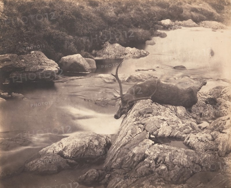 Dead Stag, ca. 1857.