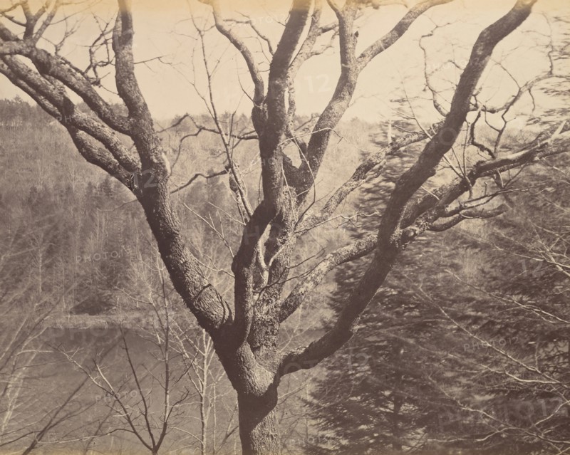 Tree, ca. 1858.