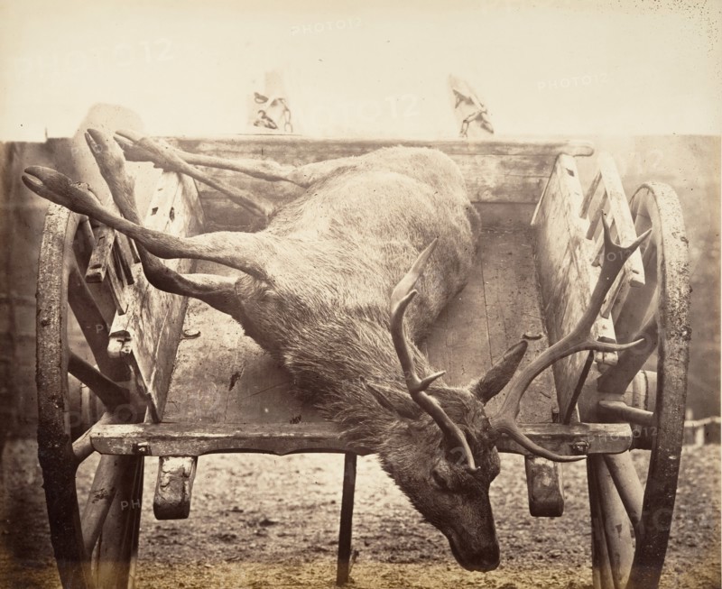 Stag in Cart, ca. 1858.