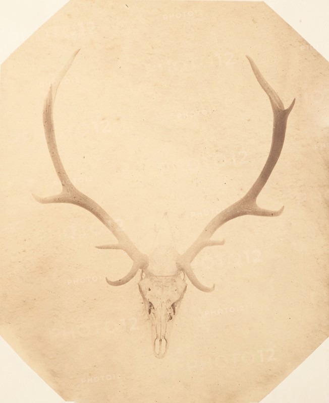 Stag Trophy Head, Killed by Ned Ross, ca. 1858.
