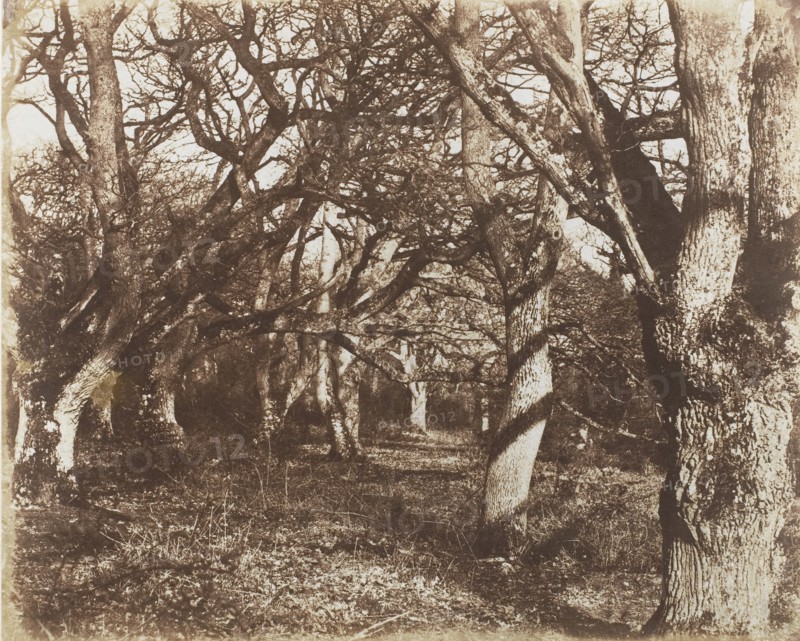 A Peep in Leigh Woods, 1853-56.