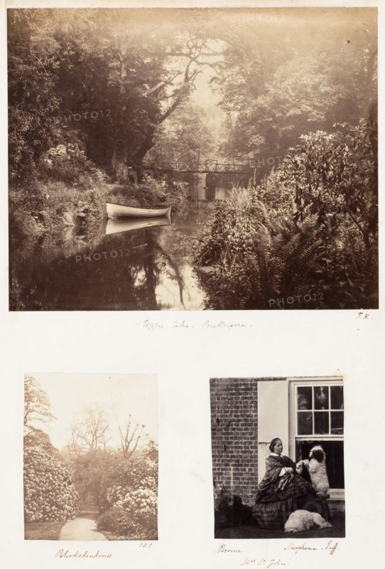 Upper Lake, Penllergare; Rhododendrons; Brome, Mrs. St. John, Morphine Puff, 1853-56.