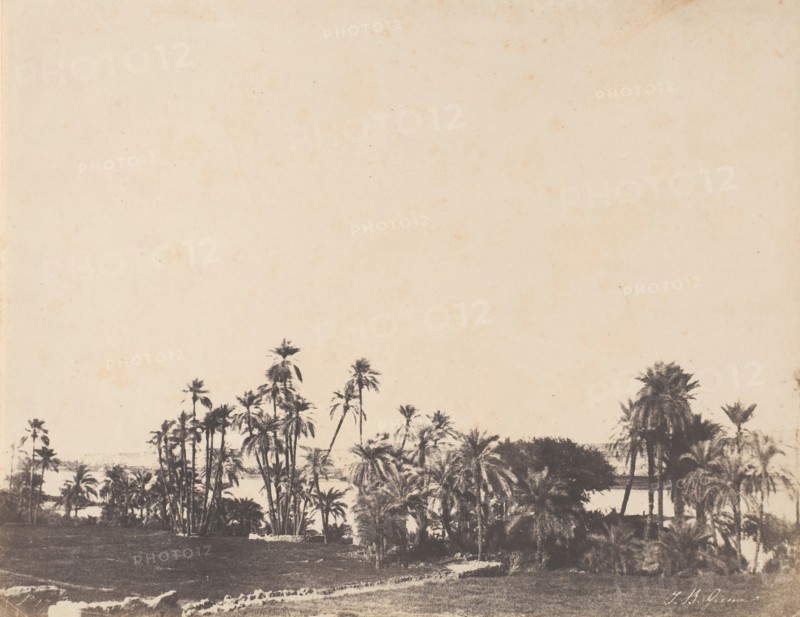 Etude de Palmiers, Bords du Nil, Kalabschi, 1853-54.