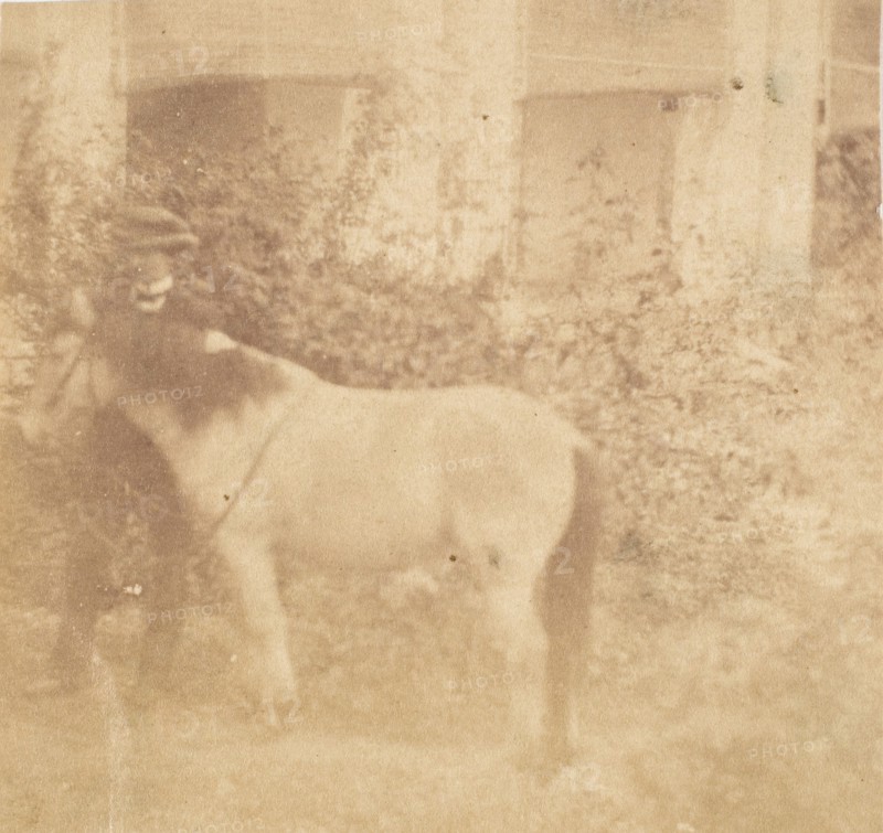 [Man and Horse, Government House, Allahabad], 1858.