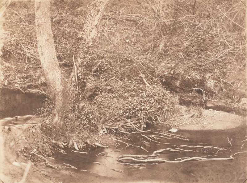 [Tree and Brush in Creek Scene], 1853-56.