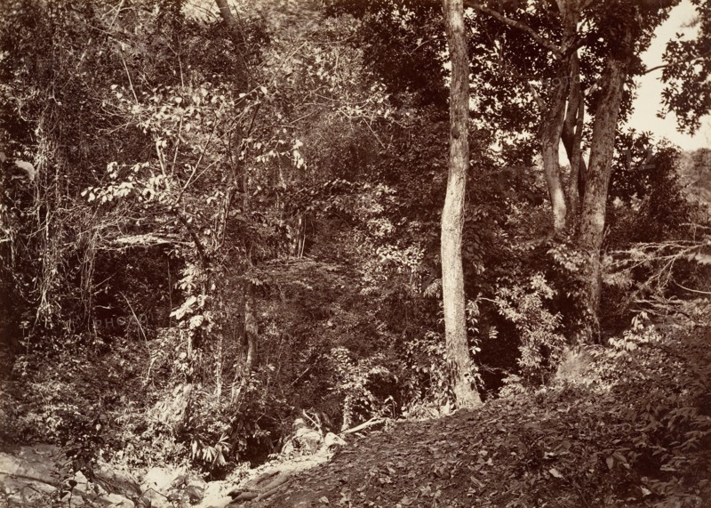 Tropical Scenery, View Near Chipigana, 1871.