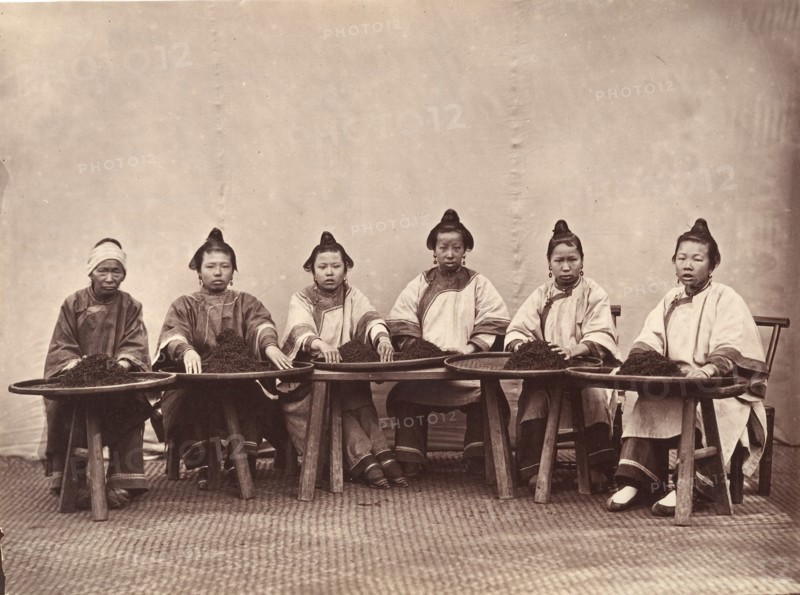 Culling Tea, ca. 1869.