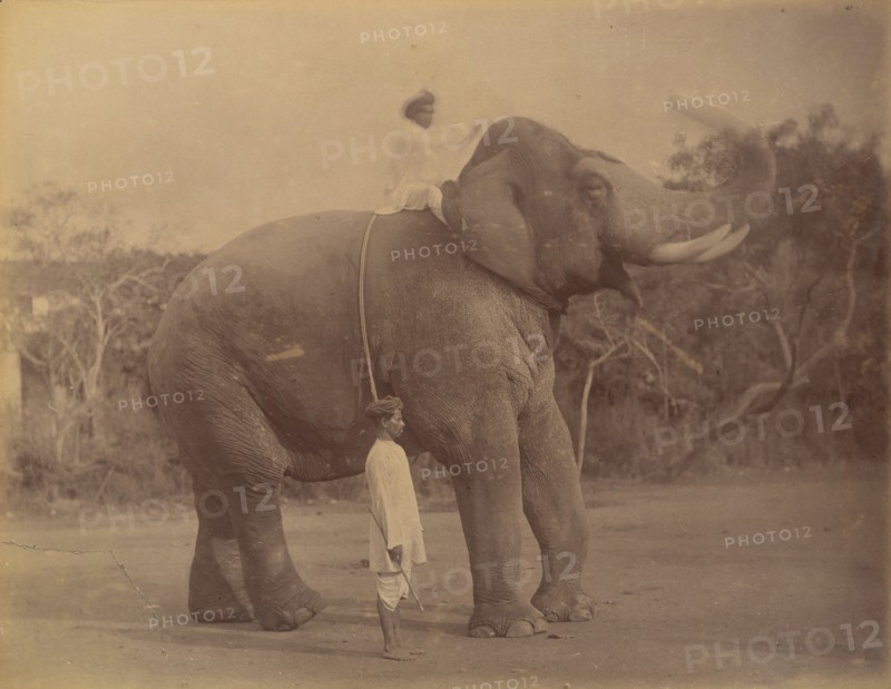 The Great Elephant Saluting, 1885-1900.