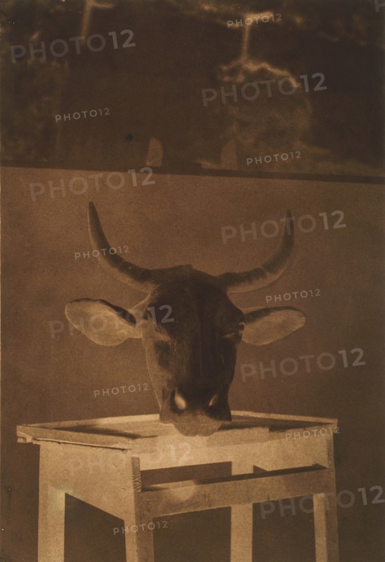 [Still Life], 1850.