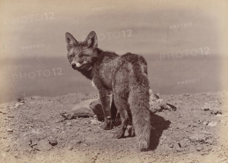 [Fox], 1886.