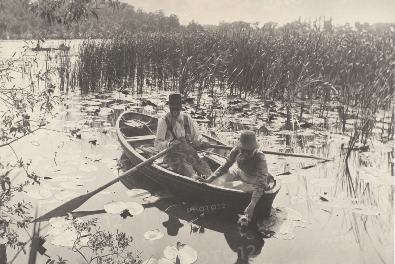 Gathering Water-Lilies, 1886.