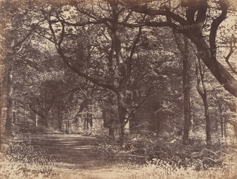 Wood-scene, Norton, Cheshire, 1856.