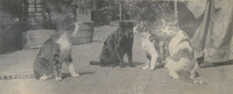 Four Cats, ca. 1895.