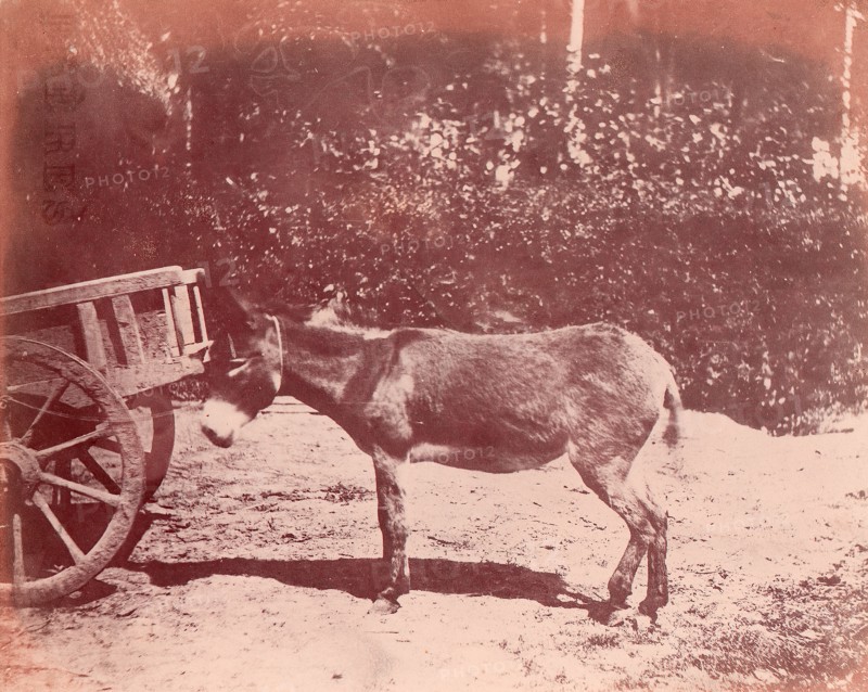 Ane attaché à une charette, 1850-53.