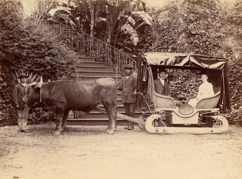 Hack Madeira, 1880s.