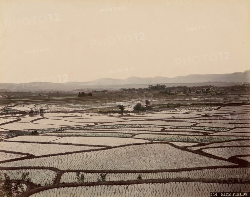 Rice Fields, 1870s-80s.