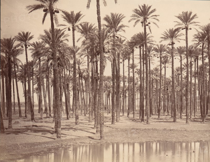 Temple de Cathers a Saqqarah, 1880s.