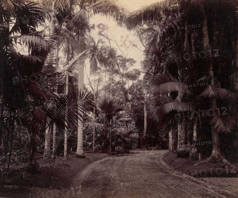 Palm Group, Bvitenzorg, Java, 1860s-70s.