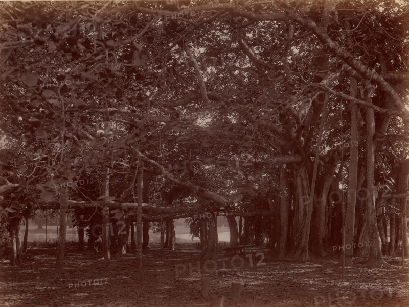 Interior View of Banyan Tree, Calcutta, 1860s-70s.