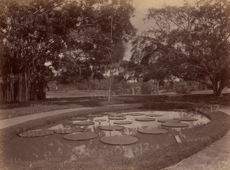 Victoria Regia at Botanical Garden, Udaipur, 1860s-70s.