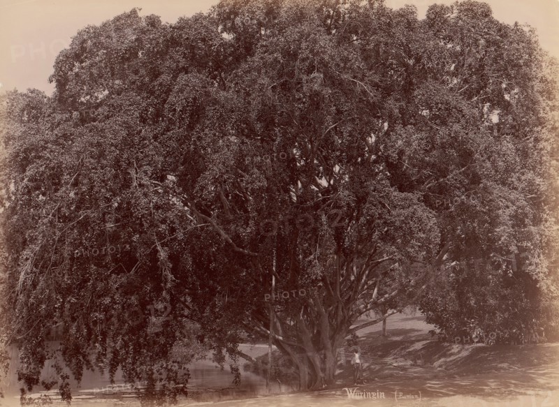 Waringin, (Banyan), 1860s-70s.