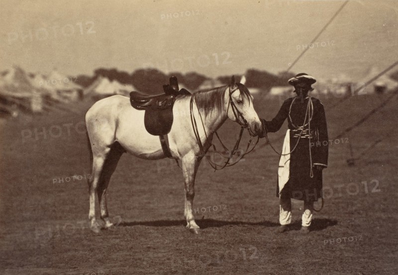 Lady Cannings Grey Arab, 1858-61.