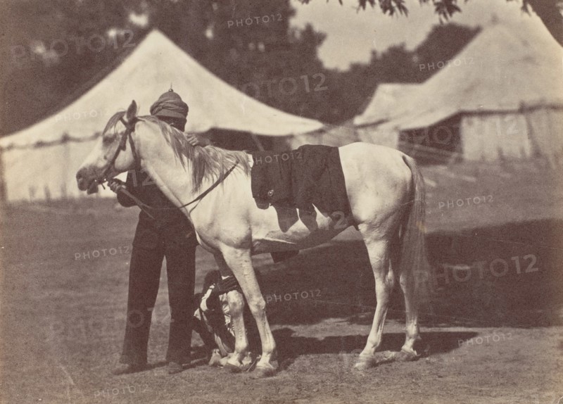 [My Arab "Antelope"], 1858-61.