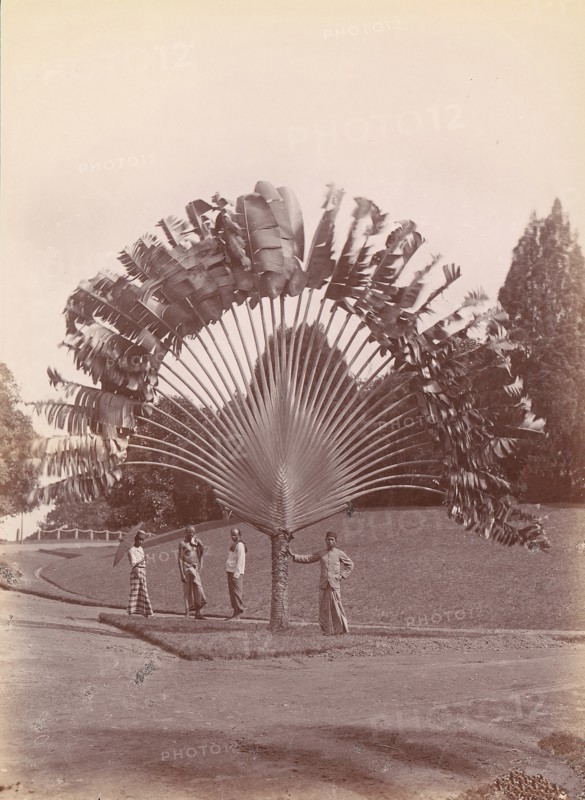Fan Palm, Singapore, 1860s-70s.