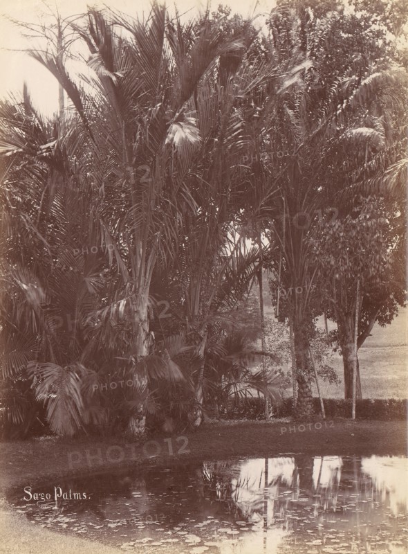 Sago Palms, 1860s-70s.