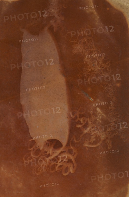 Shark Egg Case, 1840-45.